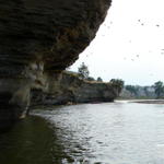 Can you see the cliff swallows?