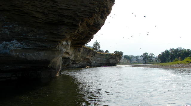 Can you see the cliff swallows?