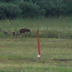 I saw these sandhill cranes after we left West Yellowstone.