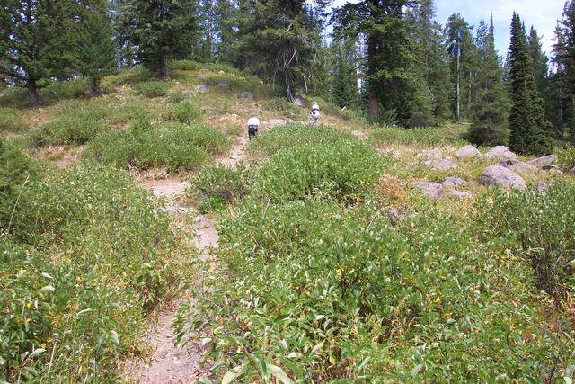 It had burned a few years ago, but it was still a beautiful hike.