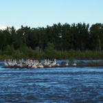 We surprised a flock of pelicans.