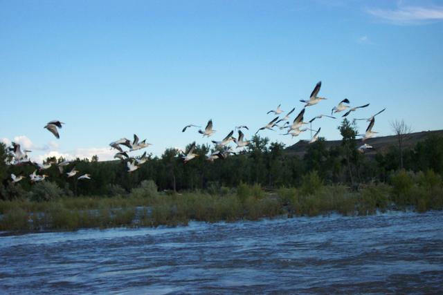 They're so pretty when they're in flight!