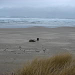 Of course, Ellie loves the beach, too.