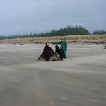 The wind is blowing the sand around this huge tree stump.