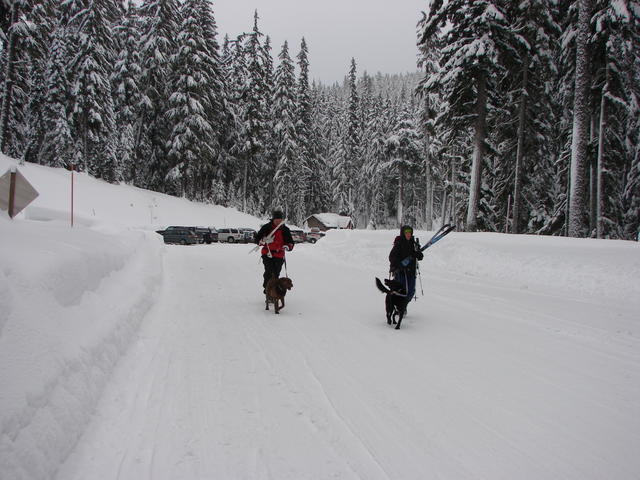 Tom and Amy put Jackson and Lyla on leash.