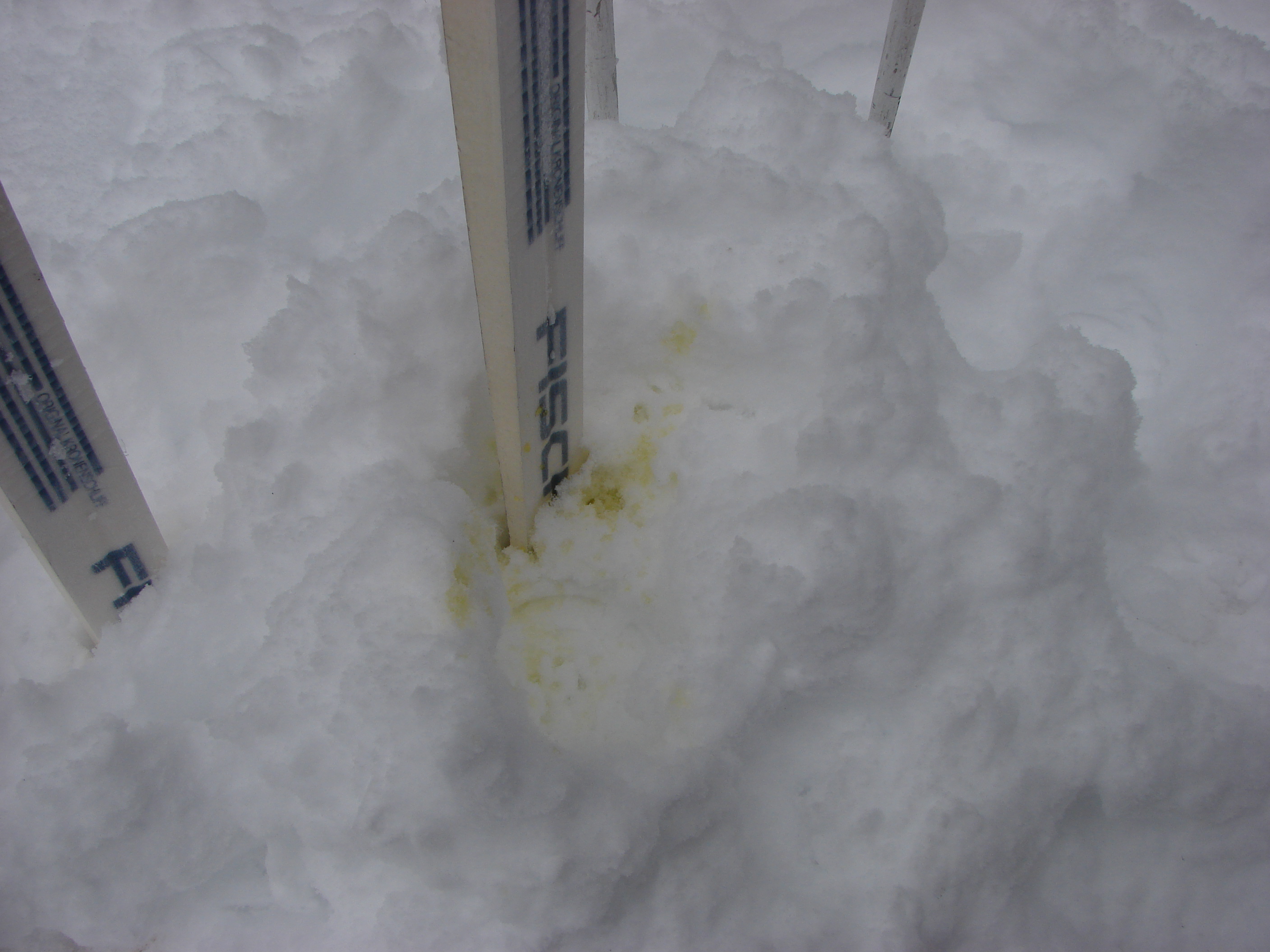 Uh oh.  While we were eating lunch, Jackson the dog marked Tom's skis.