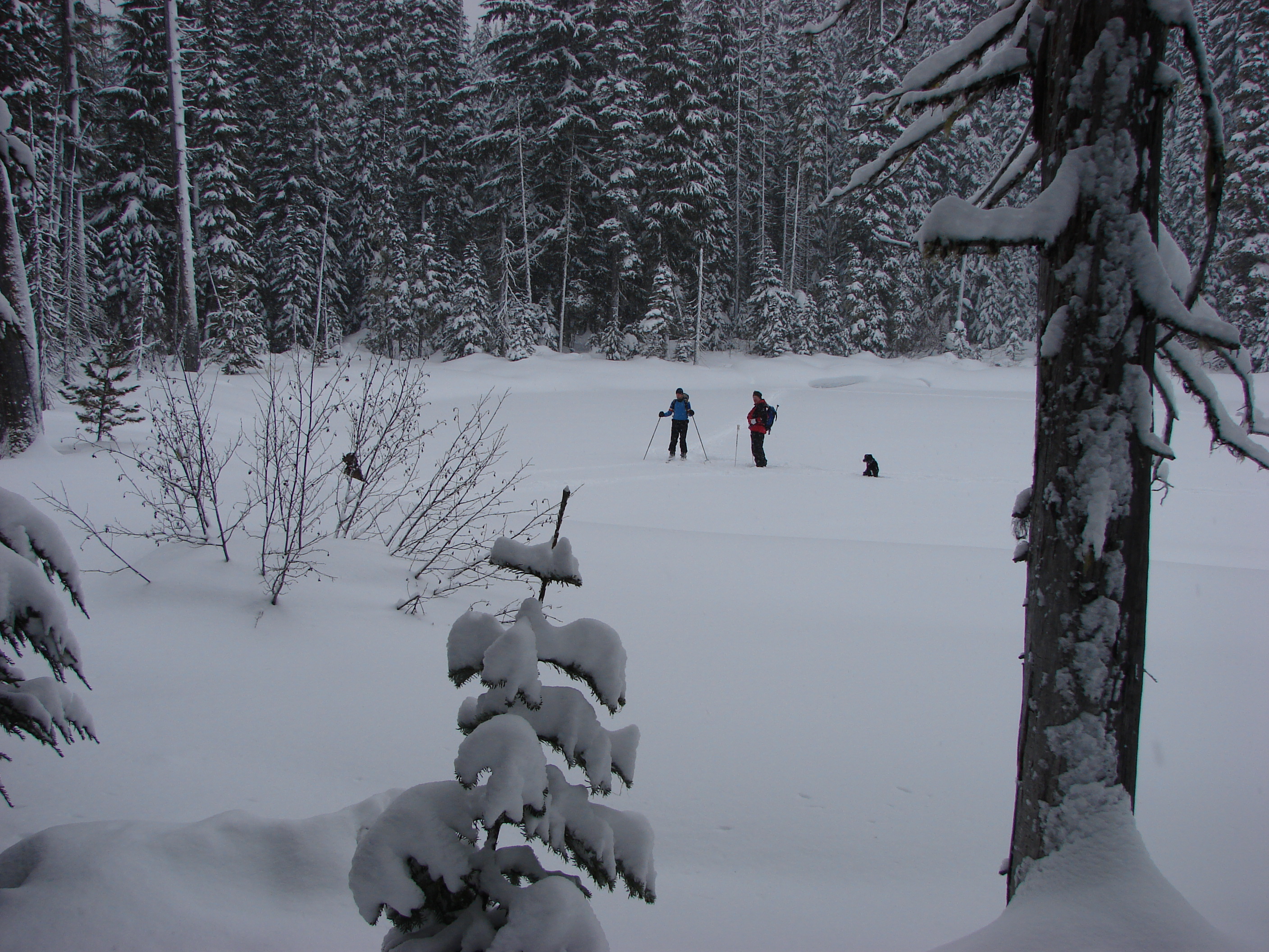 Sean, Tom and Tom's dogs went out on the lake.