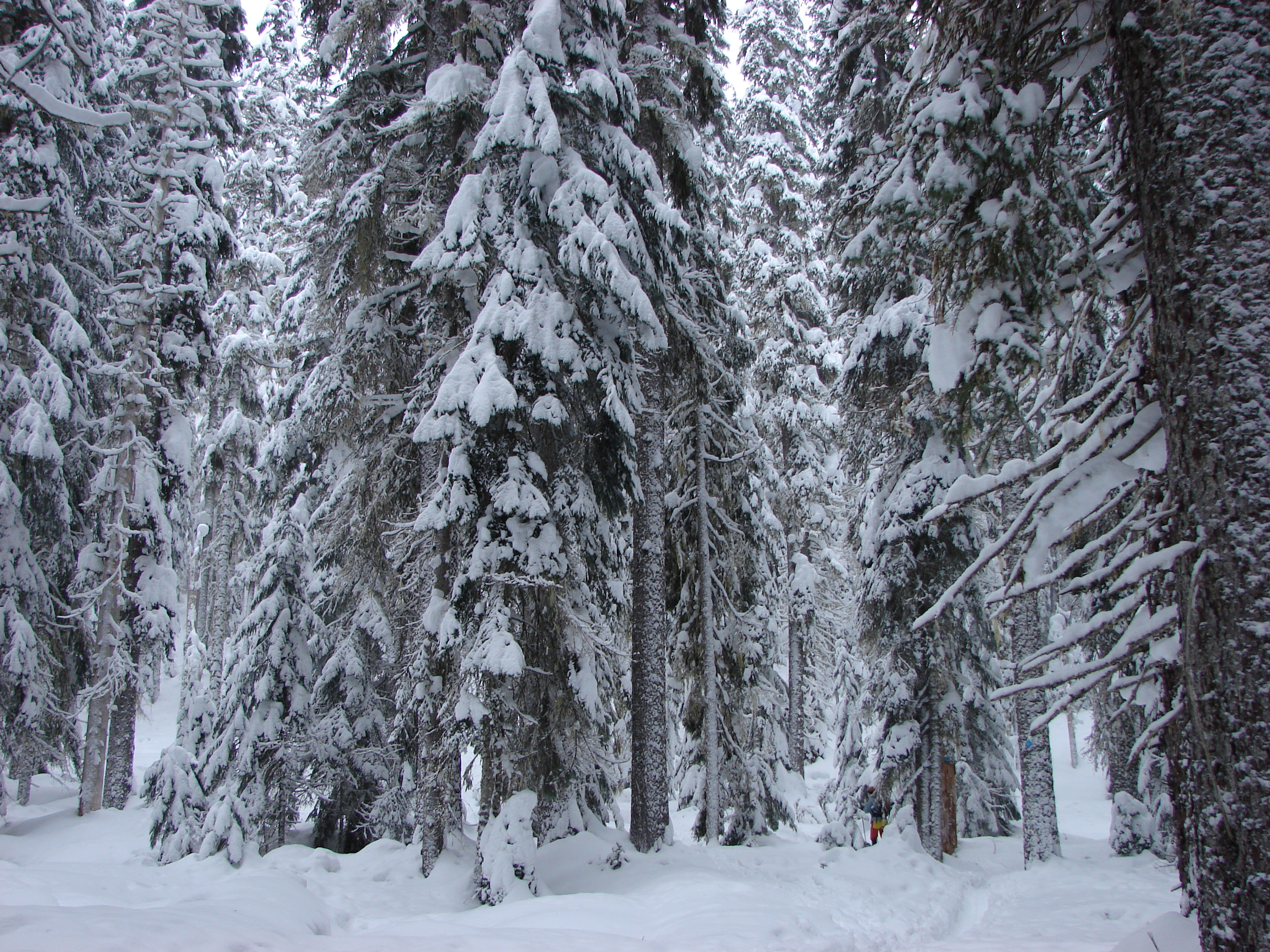 There's so much snow.  Can you see Lindsay in the trees?