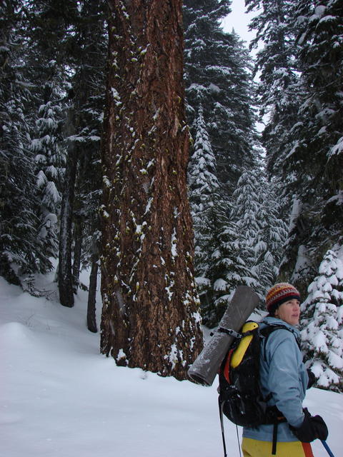 The trees are huge!