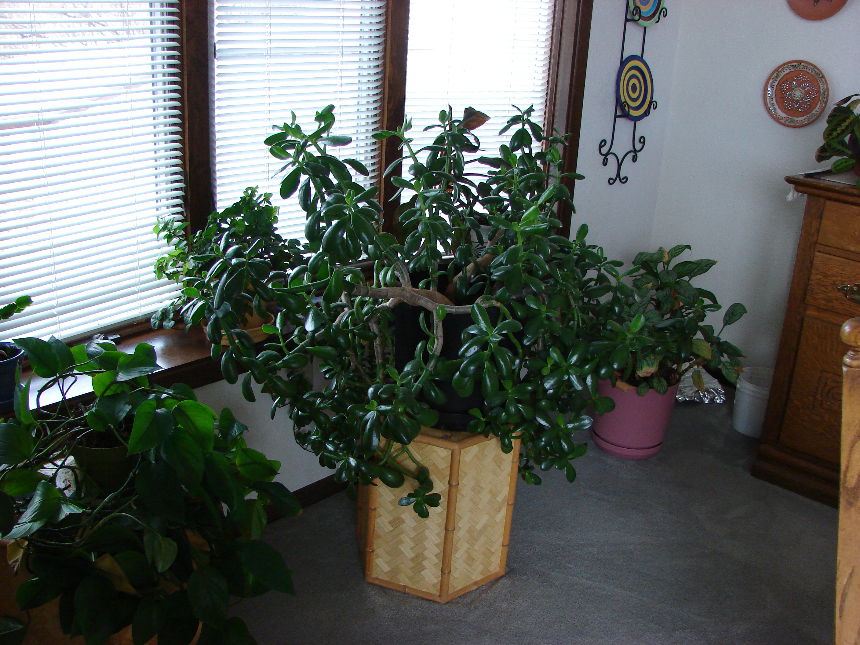 This plant is around 20 years old.  It was bought in the early years here in Montana.  The basket it's on is LW's.