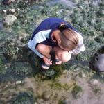 We went to the beach at low tide to explore the tide pools.