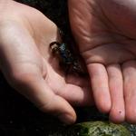 Ben picked up a crab.