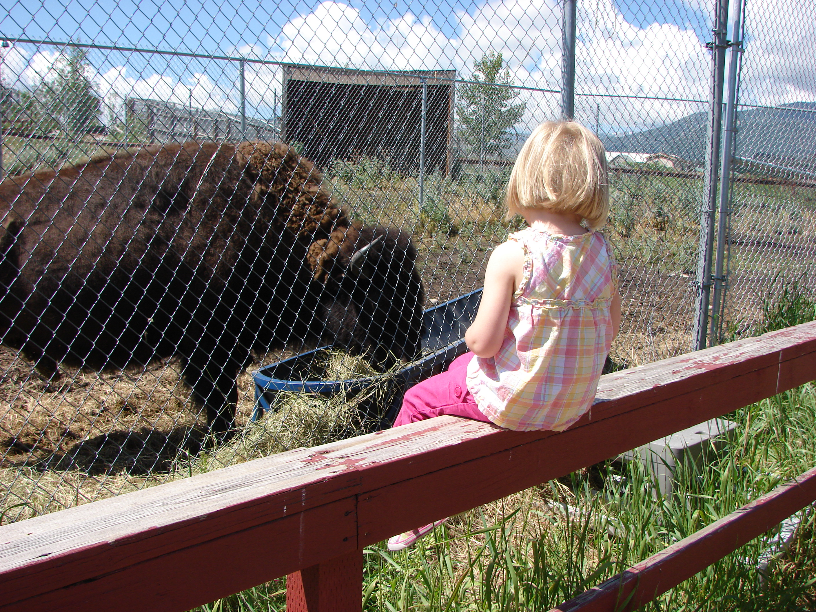 June sat for awhile and watched the bison.