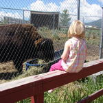 June sat for awhile and watched the bison.