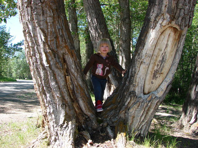 June has discovered the joys of tree climbing.