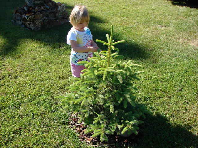 Grandma likes to take a picture of June with this tree every year.