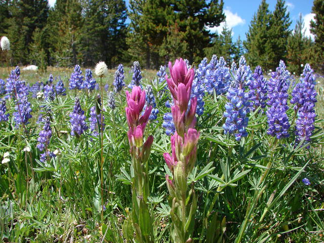 There were lots of flowers.