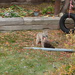 Here he is, standing over my chicken, in my back yard.