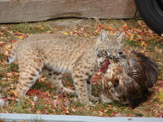 A close up of the bobcat with my chicken.