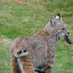 He's now in the neighbors' yard and has feathers in his mouth.