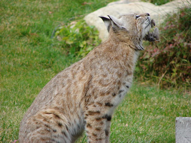 He's looking at my neighbor, who is now out on her deck.