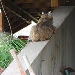 With two of us looking at him, he retired to the retaining wall underneath their deck.