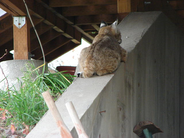 With two of us looking at him, he retired to the retaining wall underneath their deck.