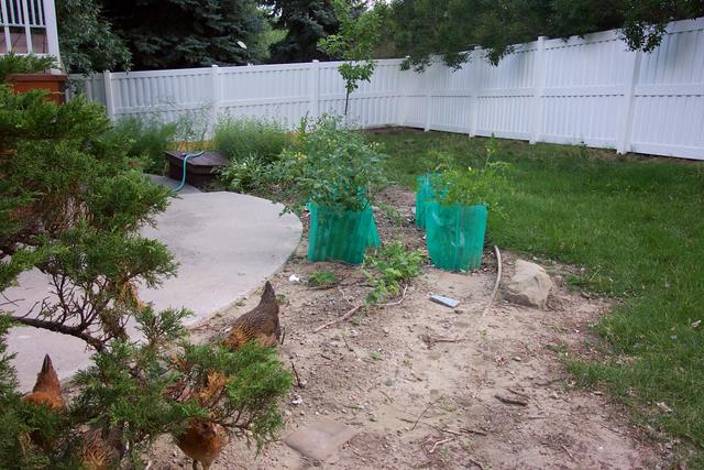 By way of contrast, this is my garden in mid July.