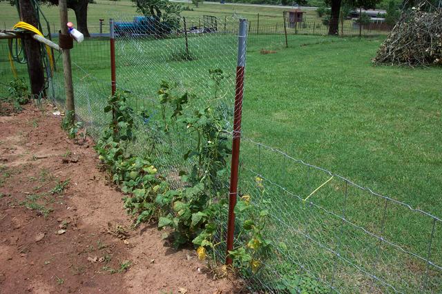 Here are Ron and Donna's beans in June.