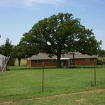 There are some awesome oak trees around the farm.