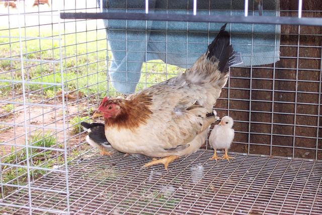 Robby, Lori and family have some nice chicks, but the hen is vicious.